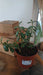 Crassula ovata