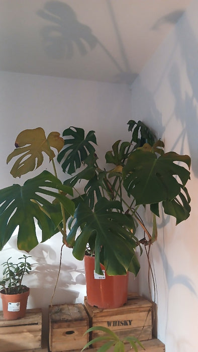 Monstera Deliciosa Bush