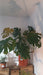 Monstera Deliciosa Bush