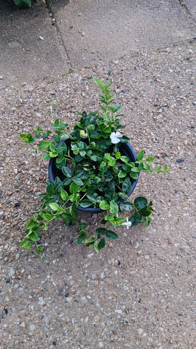 Vinca minor 'Alba'