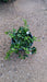 Vinca minor 'Alba'
