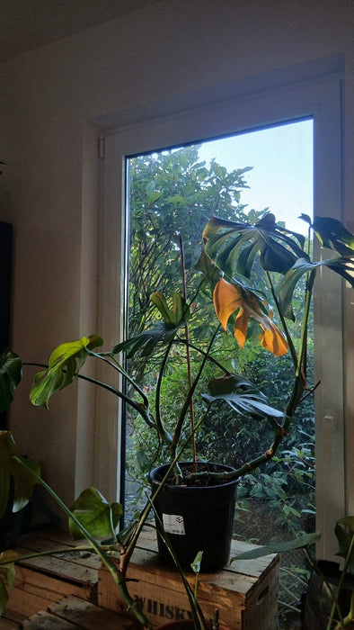 Monstera deliciosa