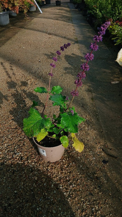Salvia vert. 'Purple Rain'