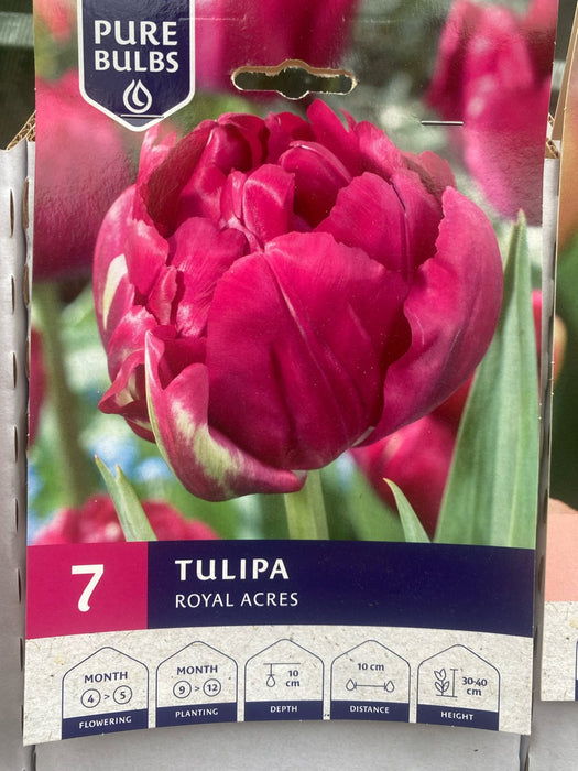 Tulipa Royal Acres
