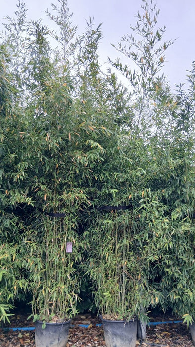 Phyllostachys aurea