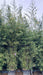 Phyllostachys aurea