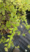 Spiraea nipp. 'Snowmound'