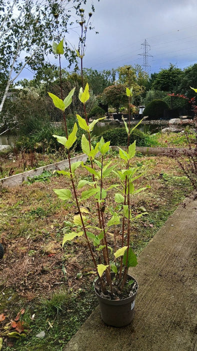 Silphium perfoliatum