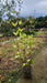 Silphium perfoliatum