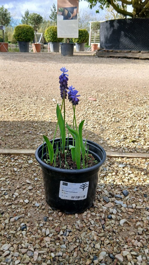 Muscari Latifolium