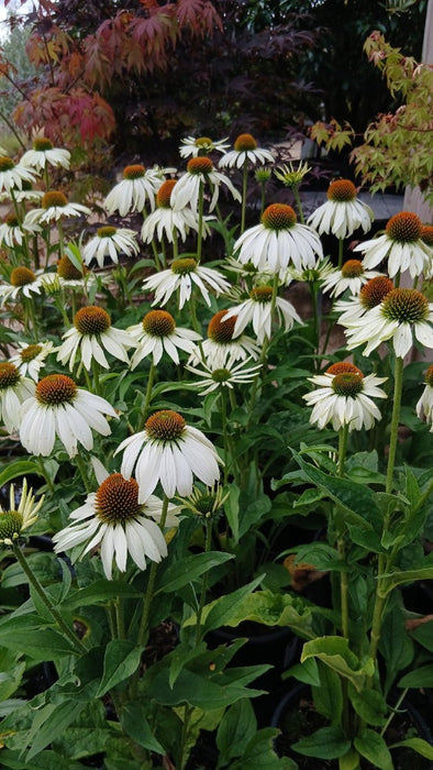 Echinacea p. 'White Swan'