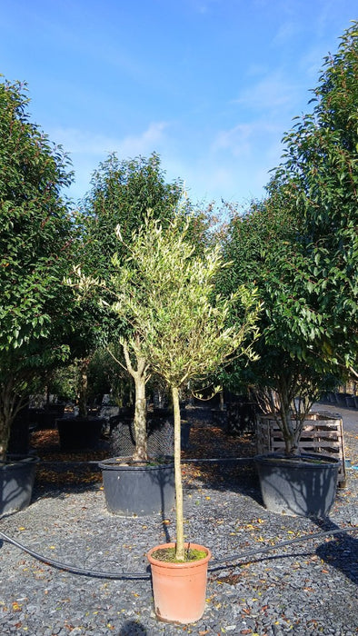 Olea europaea