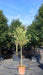 Olea europaea