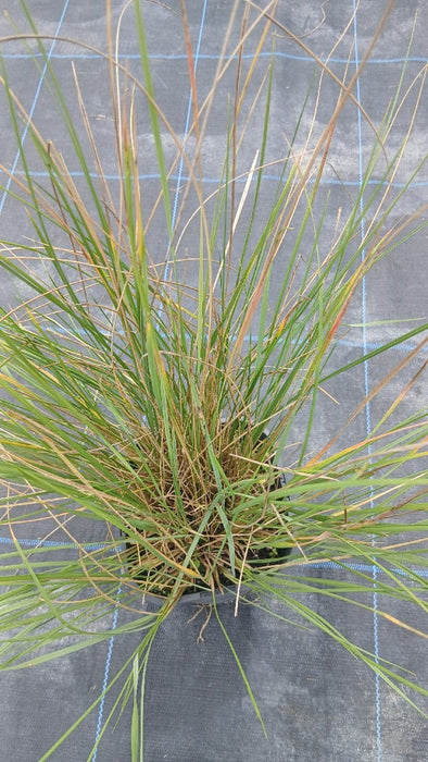 Stipa gigantea