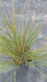 Stipa gigantea