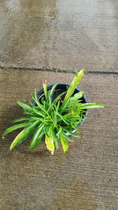 Campanula persicifolia