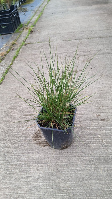 Deschampsia cespitosa