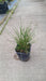 Deschampsia cespitosa