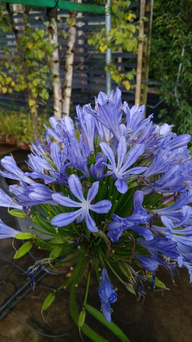 AGAPANTHUS UMB. BLUE