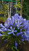 AGAPANTHUS UMB. BLUE