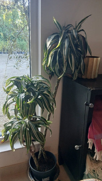 Dracaena fra Comp. Jade Jewel