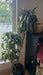 Dracaena fra Comp. Jade Jewel