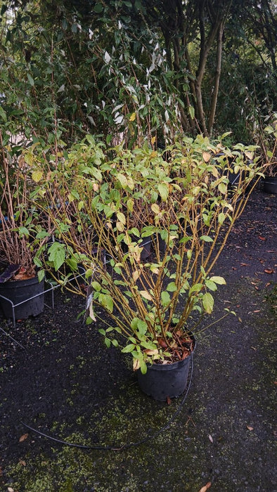 Cornus sericea 'Flaviramea'