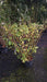 Cornus sericea 'Flaviramea'
