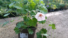Geranium 'Coombland White'