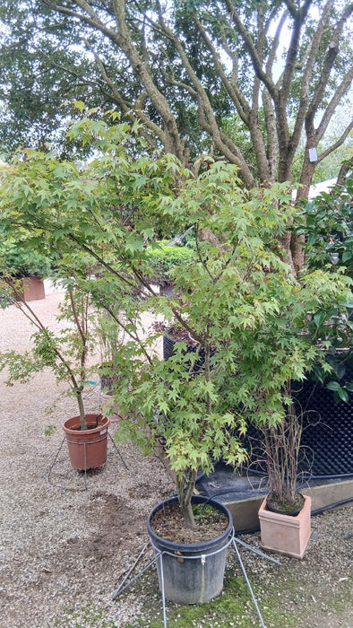 Acer pal. 'Sangokaku'