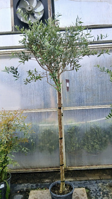 Olea e. 'Leccino'