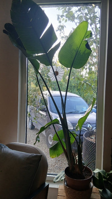 Strelitzia nicolai