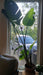 Strelitzia nicolai