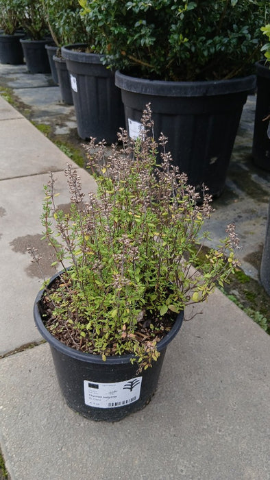 Thymus vulgaris