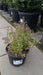 Thymus vulgaris