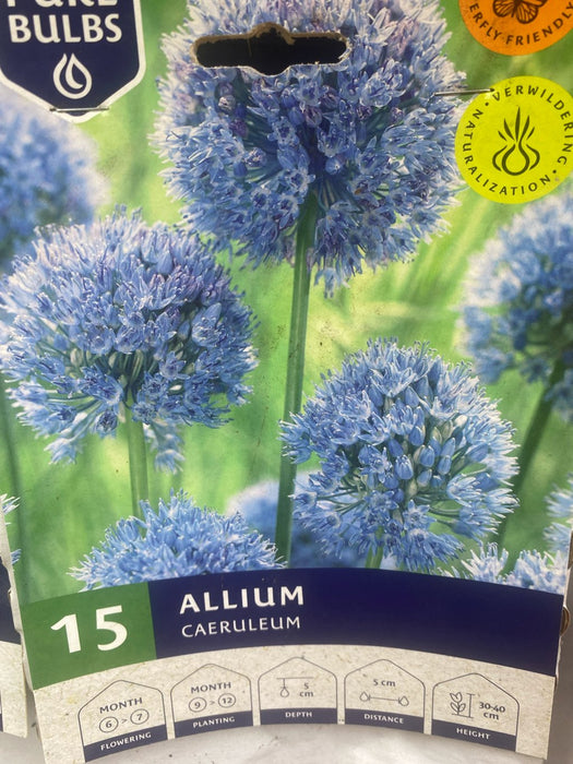 Allium caeruleum