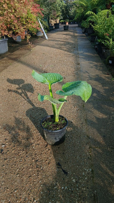 Hosta 'Elegans'