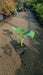 Hosta 'Elegans'