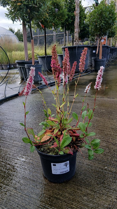 Persicaria aff. 'Darjeeling Red'