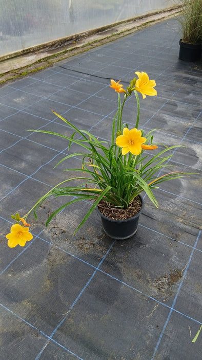 Hemerocallis 'Stella de Oro'