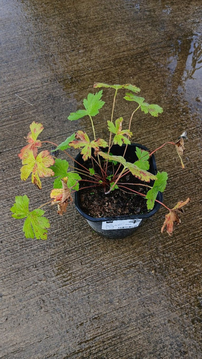 Geranium 'Ann Folkard'