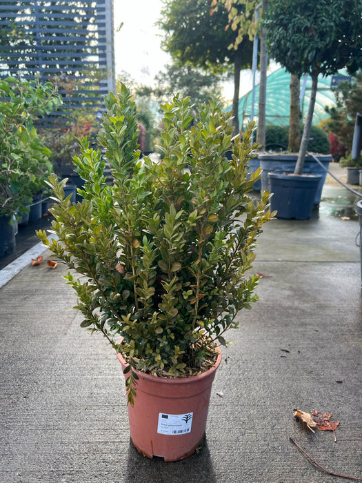 Buxus sempervirens