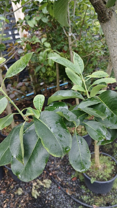 Euonymus europaeus 'Red Cascade'