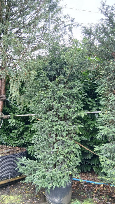 Taxus baccata