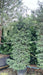 Taxus baccata