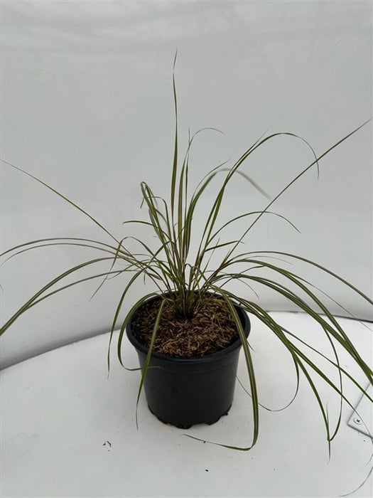 Anemanthele lessoniana