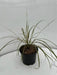 Anemanthele lessoniana