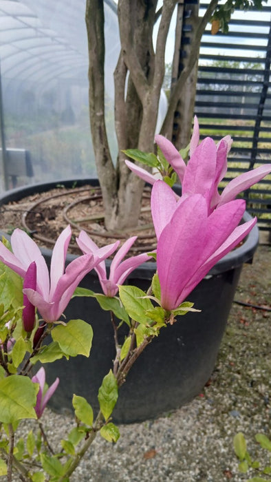 Magnolia 'Galaxy'