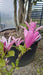 Magnolia 'Galaxy'