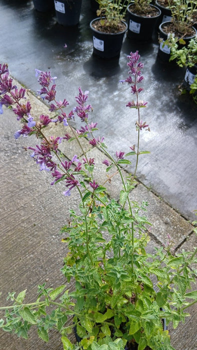 Nepeta 'Six Hills Giant'